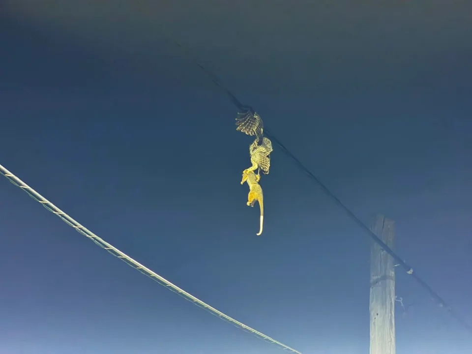 From closer, we see the owl and the possum on the power lines.