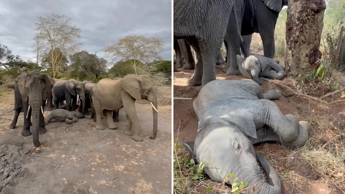 'Elephants are so nurturing and loving': Three sleepy calves turned their herd into a nursery
