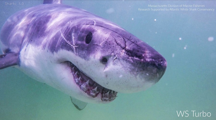 Shark surge could be caused by El Niño, expert says