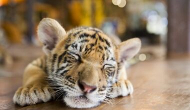 Tiny Little Tiger Throws an Absolutely Massive Tiger Temper Tantrum