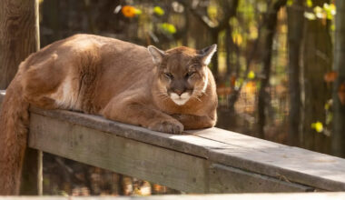 Mountain lion found lounging beside a California apartment sparks shelter-in-place order before dramatic capture