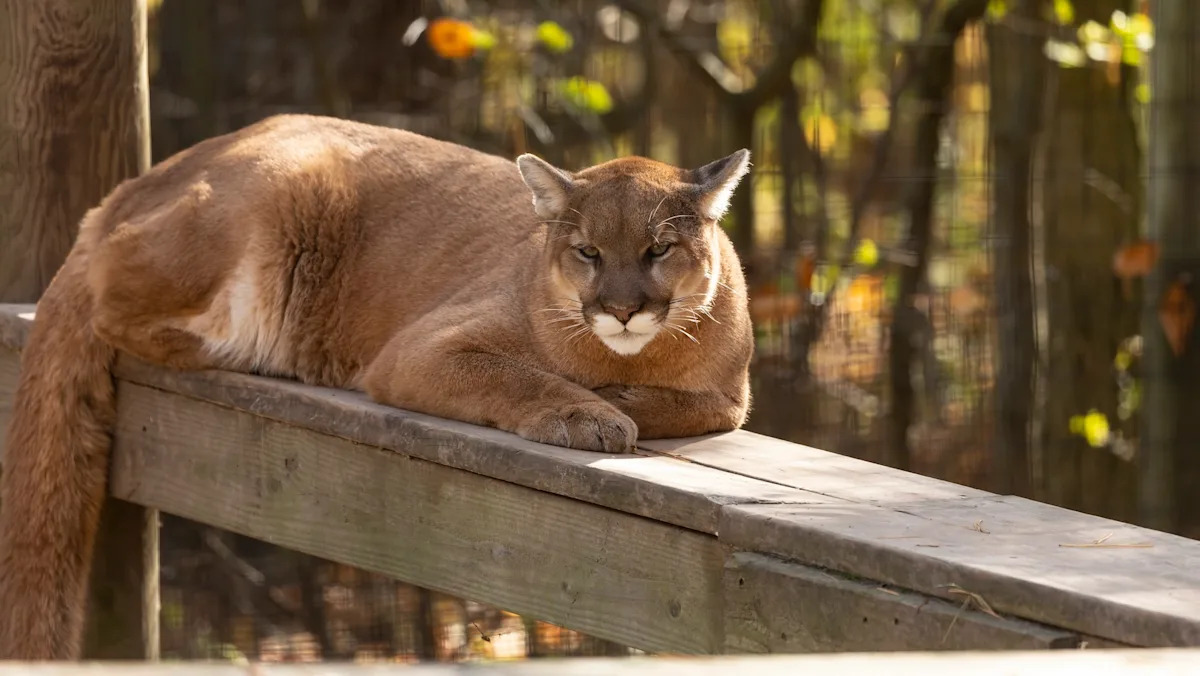 Mountain lion found lounging beside a California apartment sparks shelter-in-place order before dramatic capture