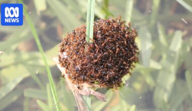 People and pets' lives at risk if fire ants not eradicated, study finds