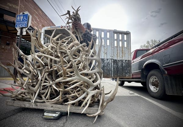 A pile of elk antlers on a scale.