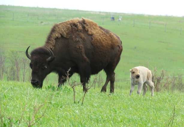 Only about 1 in 1 million bison calves are born white, according to the U.S. Fish and Wildlife Service, which said Iowa's calf was born on April 30. They're considered a sacred symbol of hope and renewal by many Native American tribes. Only about 1 in 1 million bison calves are born white, according to the U.S. Fish and Wildlife Service, which said Iowa's calf was born on April 30. They're considered a sacred symbol of hope and renewal by many Native American tribes. 