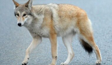 Coyotes seen in these NJ towns renew warnings for pet owners