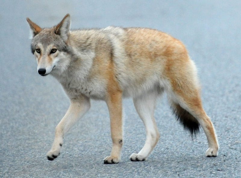 Coyotes seen in these NJ towns renew warnings for pet owners