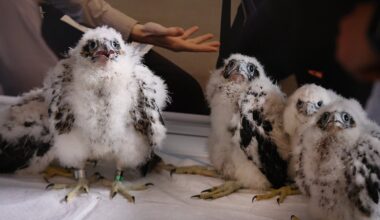 Five falcon chicks were banded at the University of Massachusetts Lowell on Monday. They are about four weeks old, and the adult falcons have a nest on the roof of Fox Hall at the university.