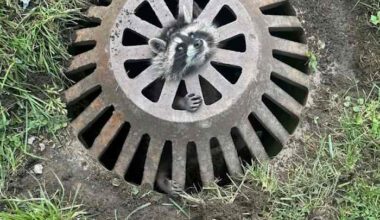 Raccoons freed from Genesee County sewer