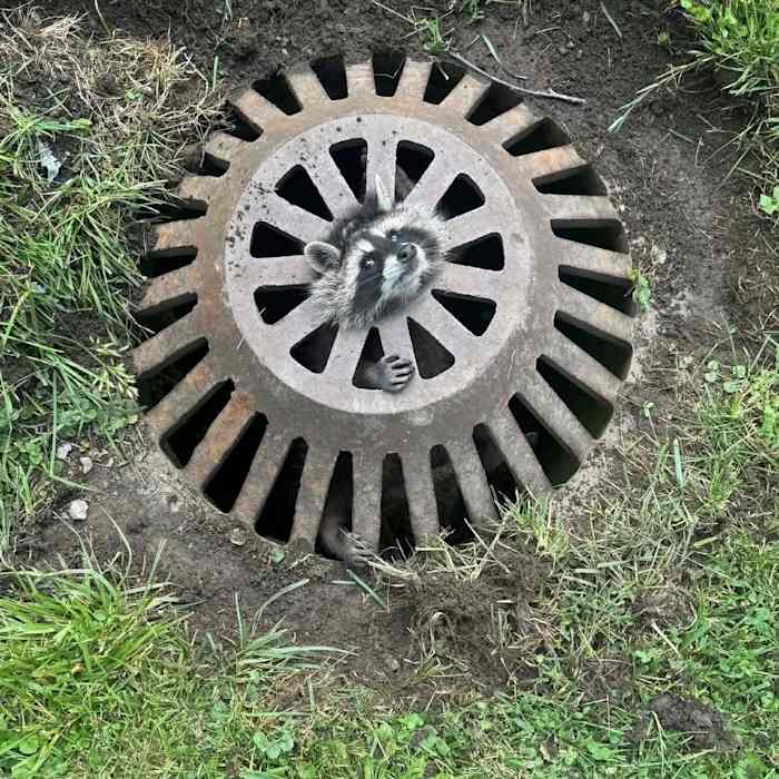 Raccoons freed from Genesee County sewer