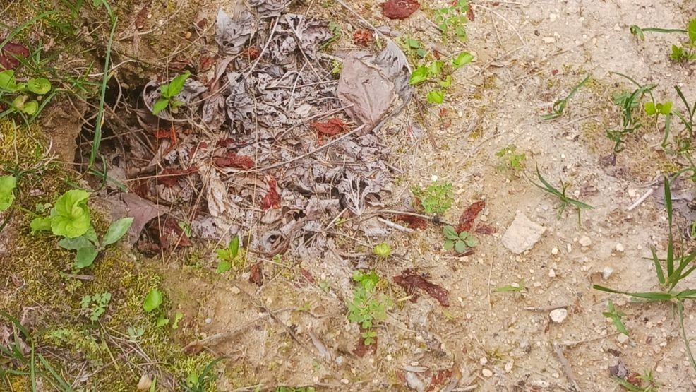 Resident in Bat Cave, Philip Lyda, spoke with News 13 saying that he's seen what he thinks is damage in his yard from an armadillo he has caught on camera. (Photo: Philip Lyda)