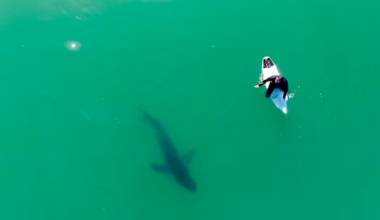Great White Shark Stalks NorCal Surfer and Sends the Internet Wild (Video)