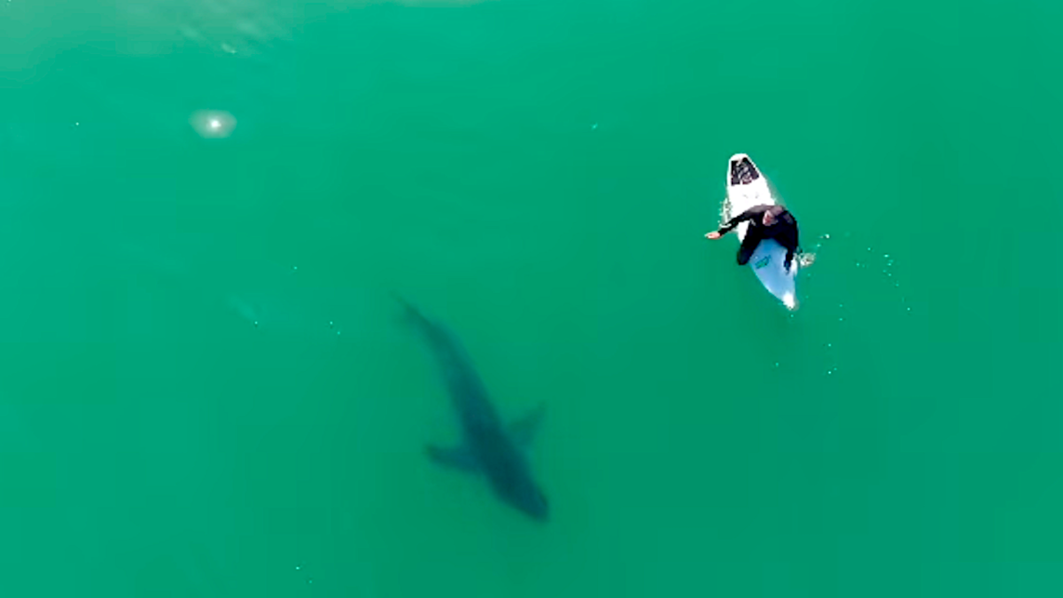 Great White Shark Stalks NorCal Surfer and Sends the Internet Wild (Video)