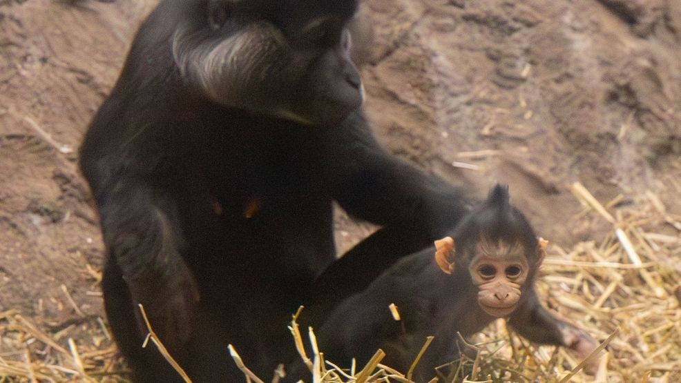 Suzy and her baby in their habitat at the Zoo. Photo via the Chattanooga Zoo.