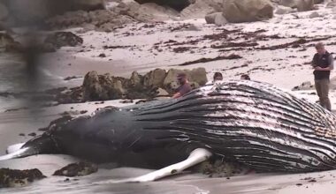 Dead juvenile humpback whale draws crowds in Pacific Grove
