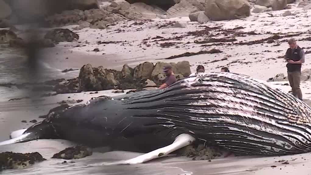 Dead juvenile humpback whale draws crowds in Pacific Grove