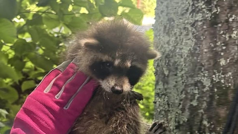 Three baby raccoons found themselves in a bit of a predicament on Tuesday when they became stranded inside a tree in Buxton, prompting a rescue effort. (Buxton Fire & Rescue)