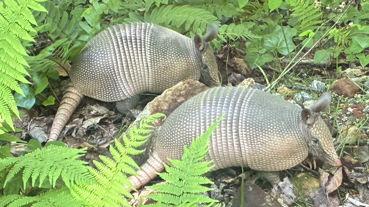 NC: Wildlife officials warn about invasive armadillos