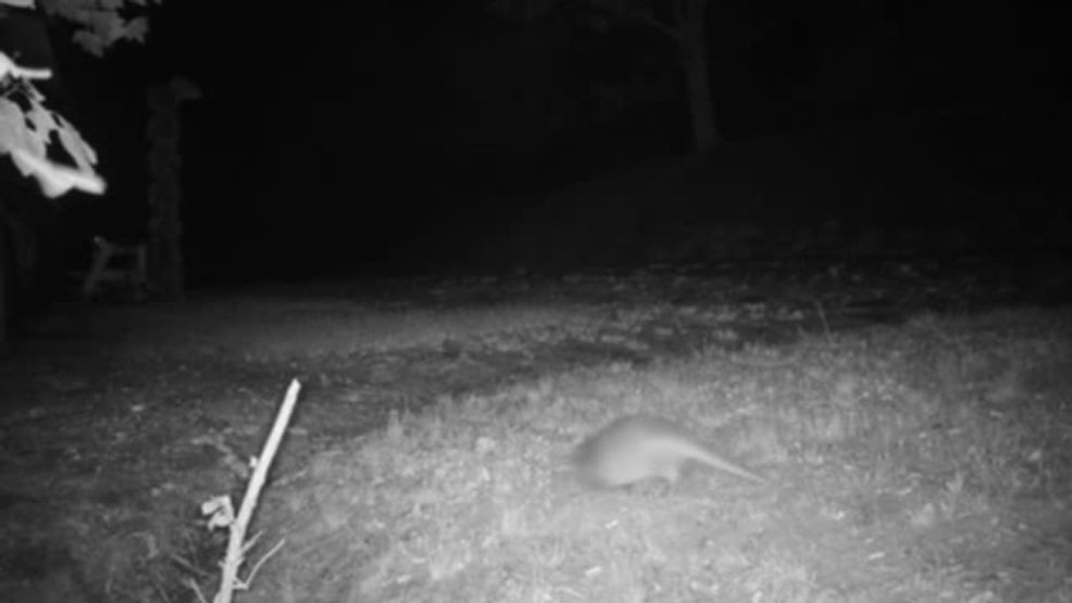 Resident in Bat Cave, Philip Lyda, spoke with News 13 saying that he's seen what he thinks is damage in his yard from an armadillo he has caught on camera. (Photo: Philip Lyda)