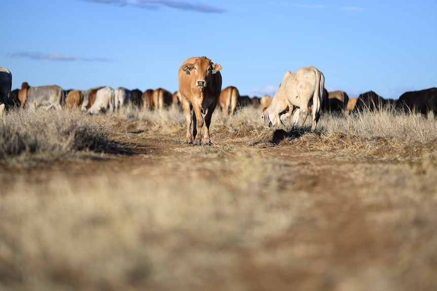 Brown and white cows in brown grass under a blue sky.