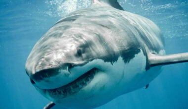 The Shark Was Closer Than They Knew — Until They Hit Shore