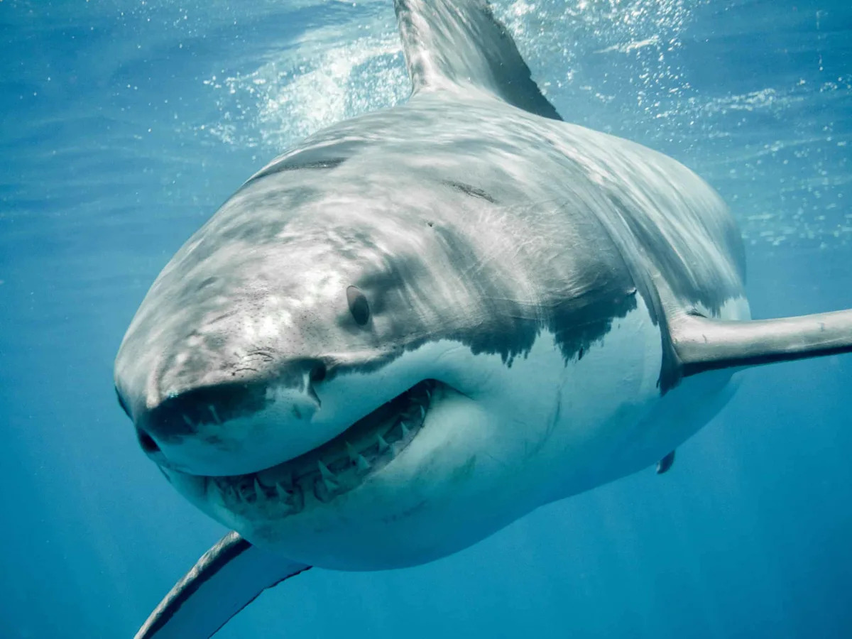 The Shark Was Closer Than They Knew — Until They Hit Shore