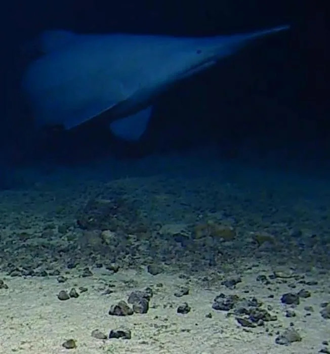 Researchers with the Minderoo-UWA Deep-Sea Research Center found video of a deep-sea goblin shark in its natural environment in 2024 in the Pacific Ocean's Tonga Trench. / Credit: Minderoo-University of Western Australia Deep-Sea Research Center and Inkfish
