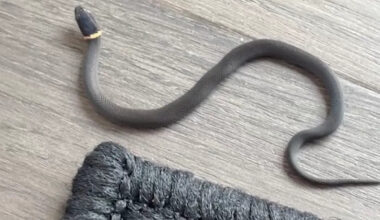 Missouri homeowner finds ring-necked snake in house, and learns only a slug should worry