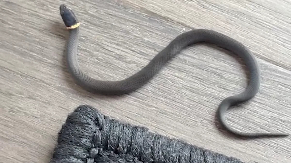 Missouri homeowner finds ring-necked snake in house, and learns only a slug should worry