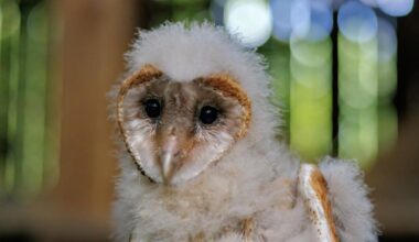 Western North Carolina barn owls become international sensation :: WRAL.com