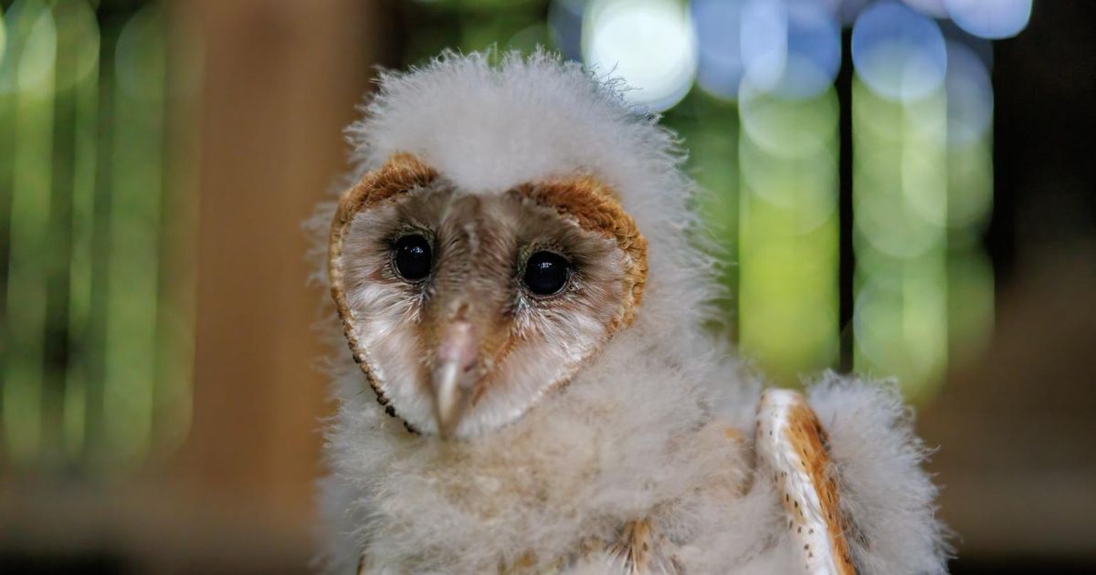 Western North Carolina barn owls become international sensation :: WRAL.com