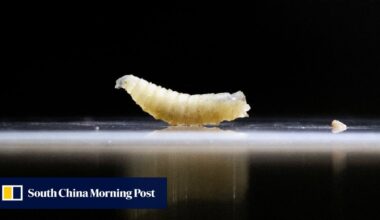 Quarantine in Texas: US races to contain deadly flesh-eating parasite