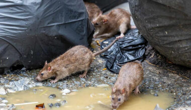Californian Dies from Rare Disease After 'Trapping, Feeding and Breeding Wild Rats' in an RV