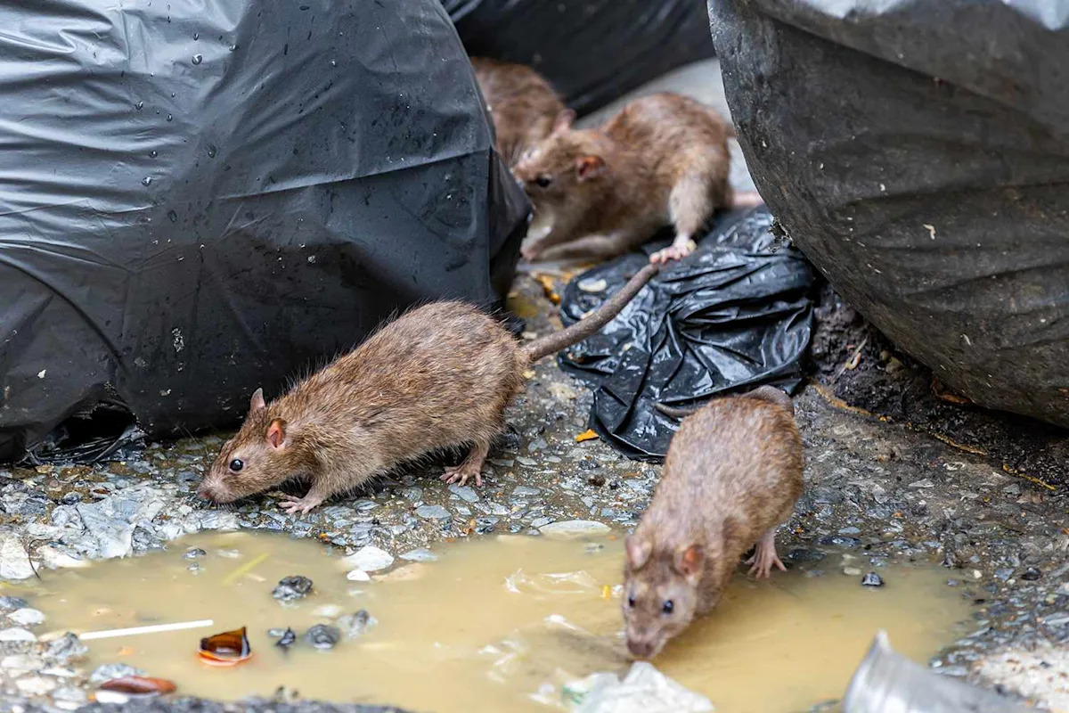Californian Dies from Rare Disease After 'Trapping, Feeding and Breeding Wild Rats' in an RV