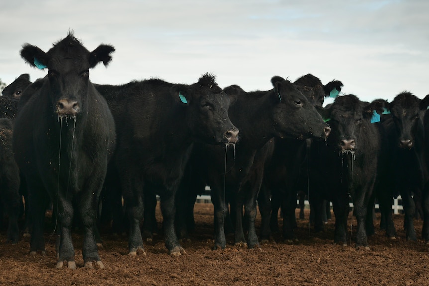 A mob of black cows standing in a muddy yard