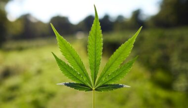 Cannabis companies hid health issues from consumers: Federal lawsuit