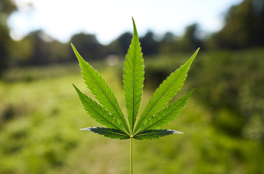 Cannabis companies hid health issues from consumers: Federal lawsuit