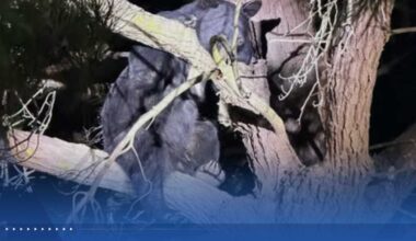 Black bear spotted in Greenfield climbs tree, leaves on its own