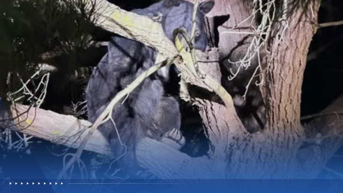 Black bear spotted in Greenfield climbs tree, leaves on its own
