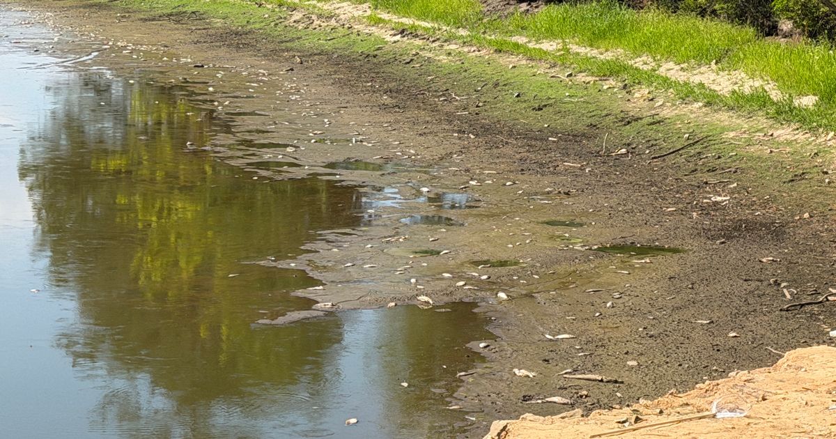 Severe drought triggers fish kill at Lake Wilson. Conditions expected to worsen in coming weeks :: WRAL.com