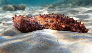 'A redefinition of what it means ... to be alive': Sea cucumber tissue cut from the body still refuses to die
