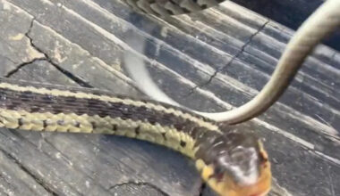 Homeowner's apology to startled garter snake leads to wildlife lesson: 'The chihuahuas of the snake world'