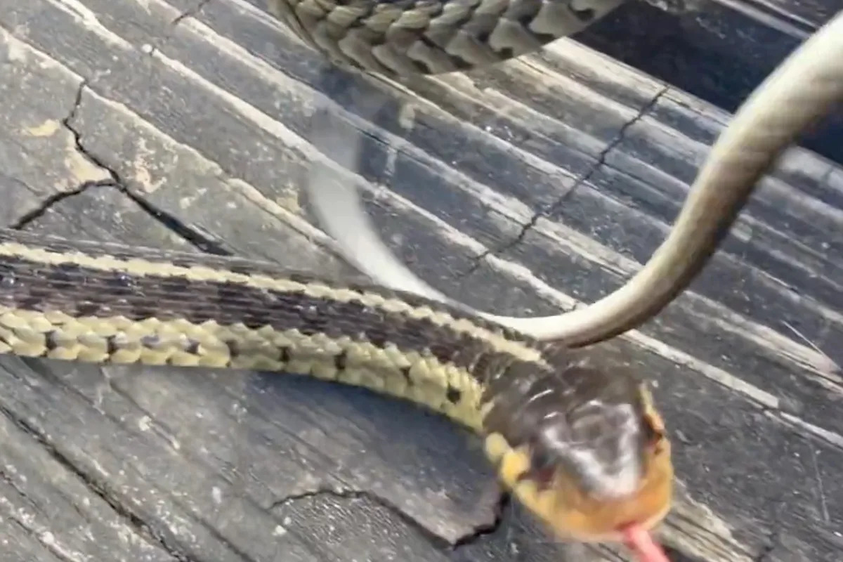 Homeowner's apology to startled garter snake leads to wildlife lesson: 'The chihuahuas of the snake world'