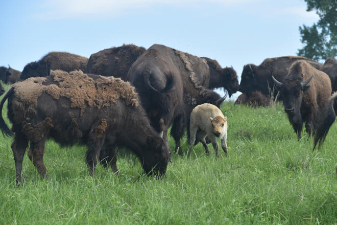 The rare white bison calf born this spring at Neal Smith National Wildlife Refuge has died. The rare white bison calf born this spring at Neal Smith National Wildlife Refuge has died.