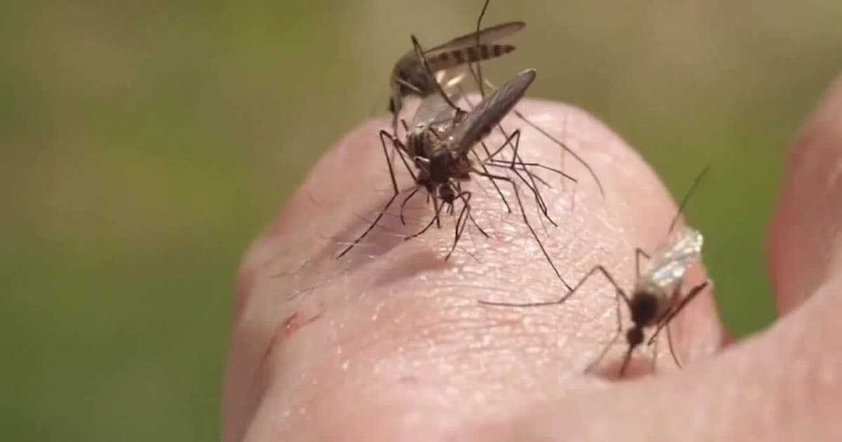 West Nile virus detected in mosquitoes in 3 Minnesota counties