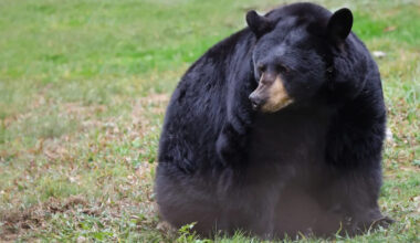 Black bear euthanized after Connecticut home break-in, linked to as many as six home entries