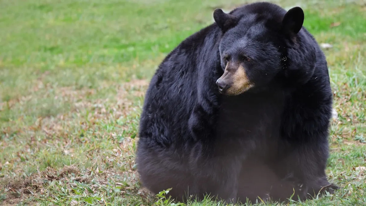 Black bear euthanized after Connecticut home break-in, linked to as many as six home entries