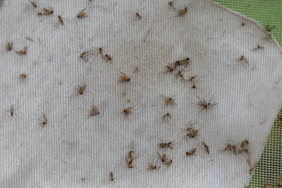 Some types of mosquitoes can also spread other diseases like chikungunya, dengue and Zika. Getty Images