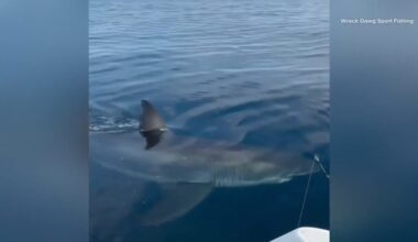 Virginia Beach fishing crew captures close encounter with nearly 15-foot great white shark