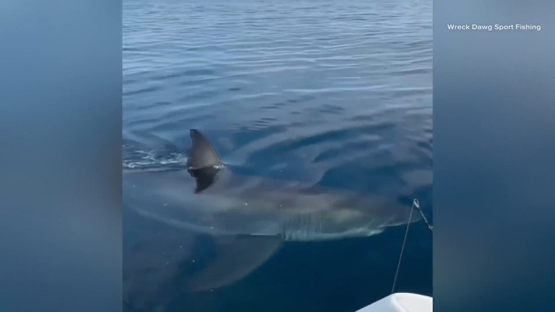 Virginia Beach fishing crew captures close encounter with nearly 15-foot great white shark